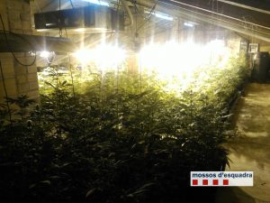 Plantació de marihuana en una casa de Piera