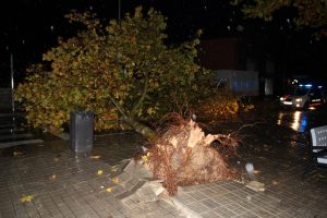igualada-arbre