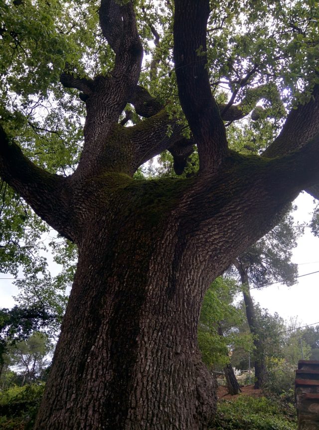 Roure