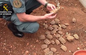 Desarticulada una xarxa que traficava amb tortugues d’espècies protegides criades als Hostalets de Pierola