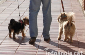 La Llacuna engega una campanya per a la identificació i cens dels animals de companyia