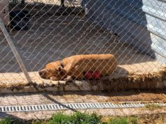 La protectora APAN adverteix que els animals estan en perill per les dificultats per accedir al seu refugi