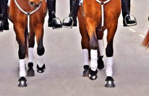 El concurs fotogràfic dels Tres Tombs d’Igualada ja té guanyadors
