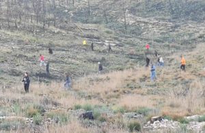 Rotary Club d’Igualada sembra 9.200 llavors al bosc cremat a l’Anoia l’any passat