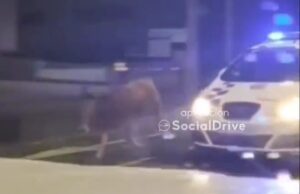 La Policia Local d’Igualada persegueix una vaca pel polígon de Les Comes