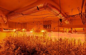Desmantellen quatre plantacions de marihuana en un bloc de pisos de Vilanova del Camí