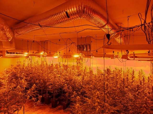 marihuana vilanova cami