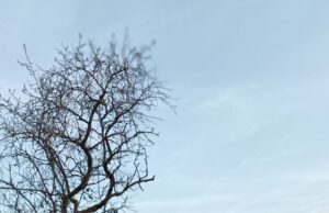 Copons finalitza les actuacions previstes als Pla municipal de Prevenció d’Incendis