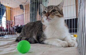 Dissabte, nova jornada d’adopció de Montgats