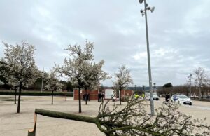 Investiguen una nova tala il·legal d’arbres al parc de Valldaura d’Igualada