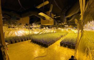 Tres detinguts a Igualada per conrear prop de 4.000 plantes de marihuana en naus de Les Comes
