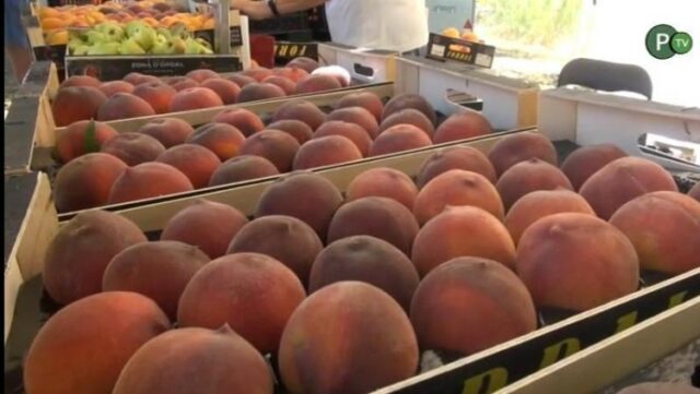 Torna el mercat de la fruita dolça, amb el préssec de la Fortesa com a protagonista