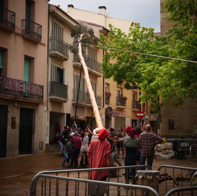 arbre maig igualada