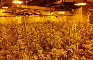 Dos detinguts per cultivar 1.400 plantes de marihuana en una casa d’Igualada