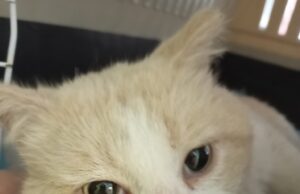 L’Ajuntament de Jorba fa una campanya d’esterilització a les colònies felines del municipi