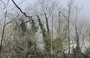 Treballs de millora de la llera del riu Anoia i de la riera de Carme a la Pobla de Claramunt