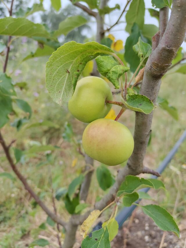 Arborètum 2