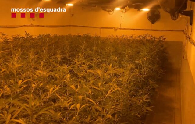 marihuana